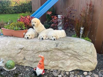 Golden Retriever puppies in Cork