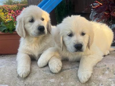 Golden Retriever puppies in Cork