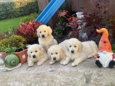 Golden Retriever puppies in Cork