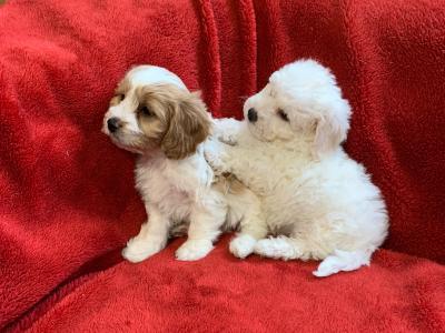 Stunning Cavachon puppies in Wexford € 400