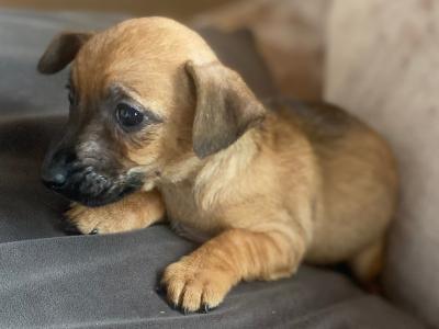 Miniature Jack Russell puppies in Cork