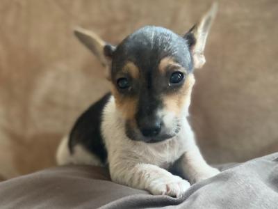 Miniature Jack Russell puppies in Cork