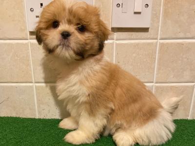 Shih Tzu puppies in Cavan