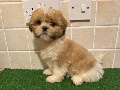 Shih Tzu puppies in Cavan