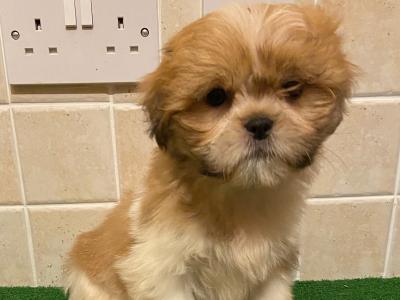 Shih Tzu puppies in Cavan