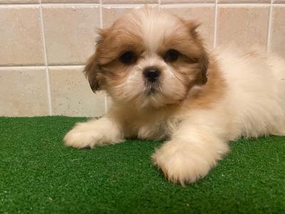Shih Tzu puppies in Cavan