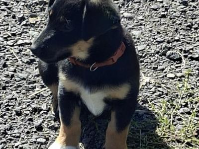 Border Collie x Jack Russell puppies and 2 Jack Russell puppies for sale in Cork