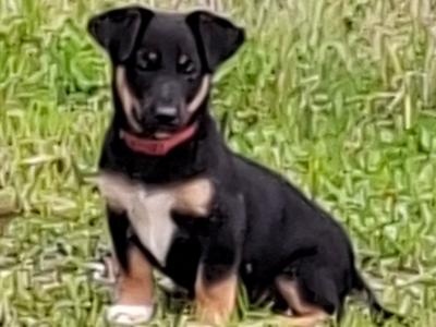 Border Collie x Jack Russell puppies and 2 Jack Russell puppies for sale in Cork