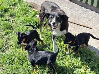 Border Collie x Jack Russell puppies and 2 Jack Russell puppies for sale in Cork
