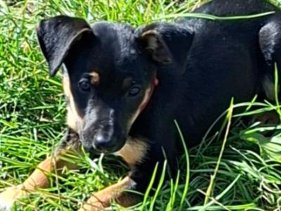 Border Collie x Jack Russell puppies and 2 Jack Russell puppies for sale in Cork