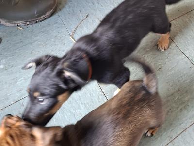 Border Collie x Jack Russell puppies and 2 Jack Russell puppies for sale in Cork