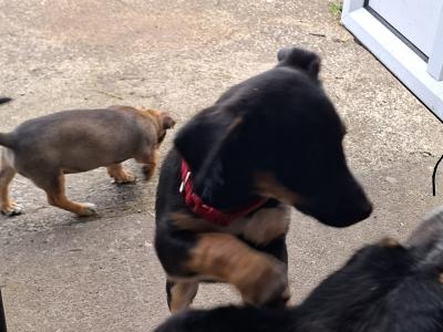 Border Collie x Jack Russell puppies and 2 Jack Russell puppies for sale in Cork