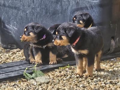 Rottweiler puppies for sale in Wicklow