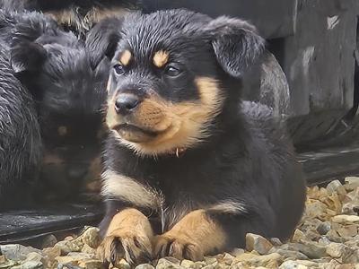 Rottweiler puppies for sale in Wicklow