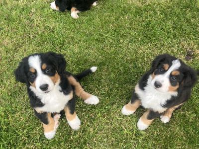 IKC Bernese Mountain Dog puppies in Cork