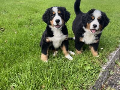 IKC Bernese Mountain Dog puppies in Cork