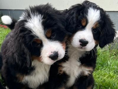 IKC Bernese Mountain Dog puppies in Cork