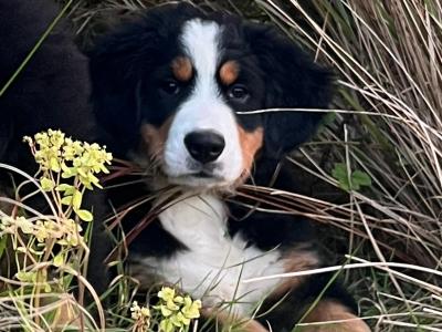 IKC Bernese Mountain Dog puppies in Cork