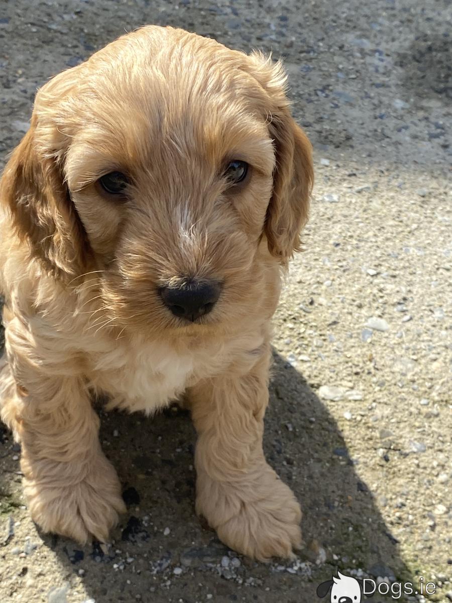 Cockapoo Puppy F1 Puppy Cockapoo Puppies F1 For Sale In Malmesbury