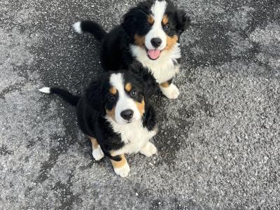 IKC Bernese Mountain Dog puppies in Cork