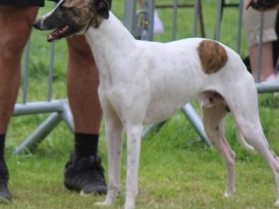 Whippet puppies in Tipperary