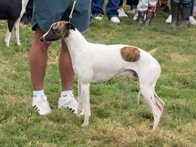 Whippet puppies in Tipperary