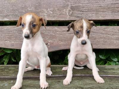 Whippet puppies in Tipperary