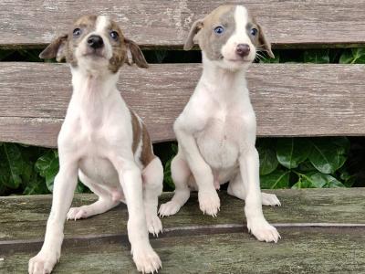 Whippet puppies in Tipperary