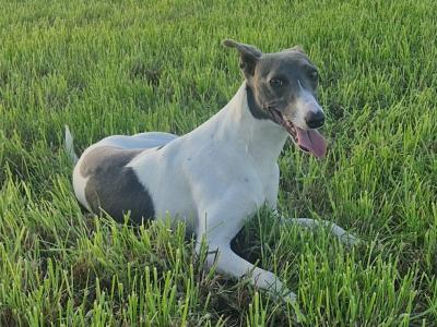 Whippet puppies in Tipperary