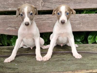 Whippet puppies in Tipperary