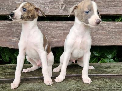 Whippet puppies in Tipperary