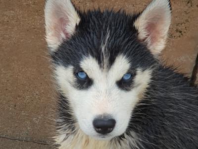 Beautiful purebred Siberian Husky puppies in Wexford 😍 💙