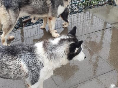 Beautiful purebred Siberian Husky puppies in Wexford 😍 💙