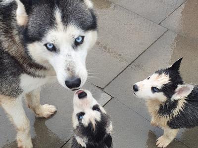 Beautiful purebred Siberian Husky puppies in Wexford 😍 💙