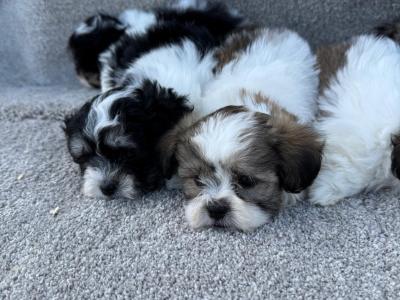 Malshi (Maltese x Shih Tzu) puppies in Meath