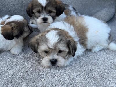 Malshi (Maltese x Shih Tzu) puppies in Meath