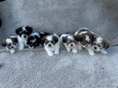 Malshi (Maltese x Shih Tzu) puppies in Meath