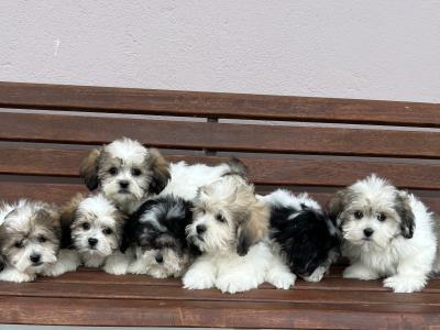 Malshi (Maltese x Shih Tzu) puppies in Meath