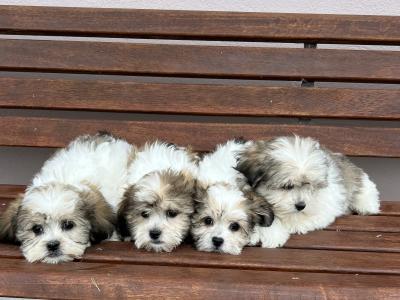Malshi (Maltese x Shih Tzu) puppies in Meath