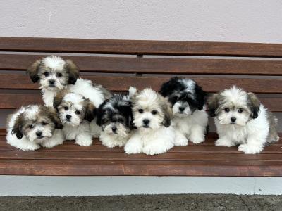 Malshi (Maltese x Shih Tzu) puppies in Meath