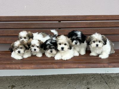 Malshi (Maltese x Shih Tzu) puppies in Meath