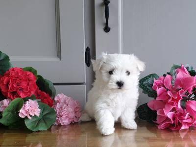 Vet checked, Child Friendly Maltichon puppies in Limerick