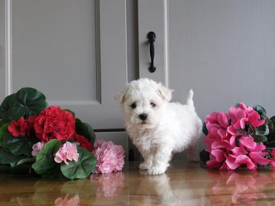 Vet checked, Child Friendly Maltichon puppies in Limerick