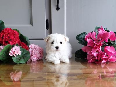 Vet checked, Child Friendly Maltichon puppies in Limerick