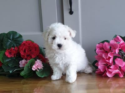 Vet checked, Child Friendly Maltichon puppies in Limerick