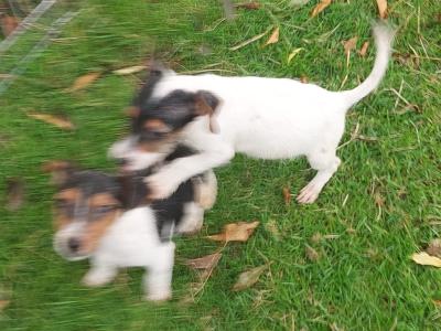 Jack Russell Terrier puppies in Cavan