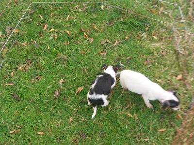 Jack Russell Terrier puppies in Cavan