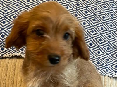 Cavapoo puppies in Cavan