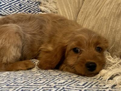 Cavapoo puppies in Cavan
