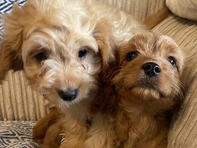 Cavapoo puppies in Cavan